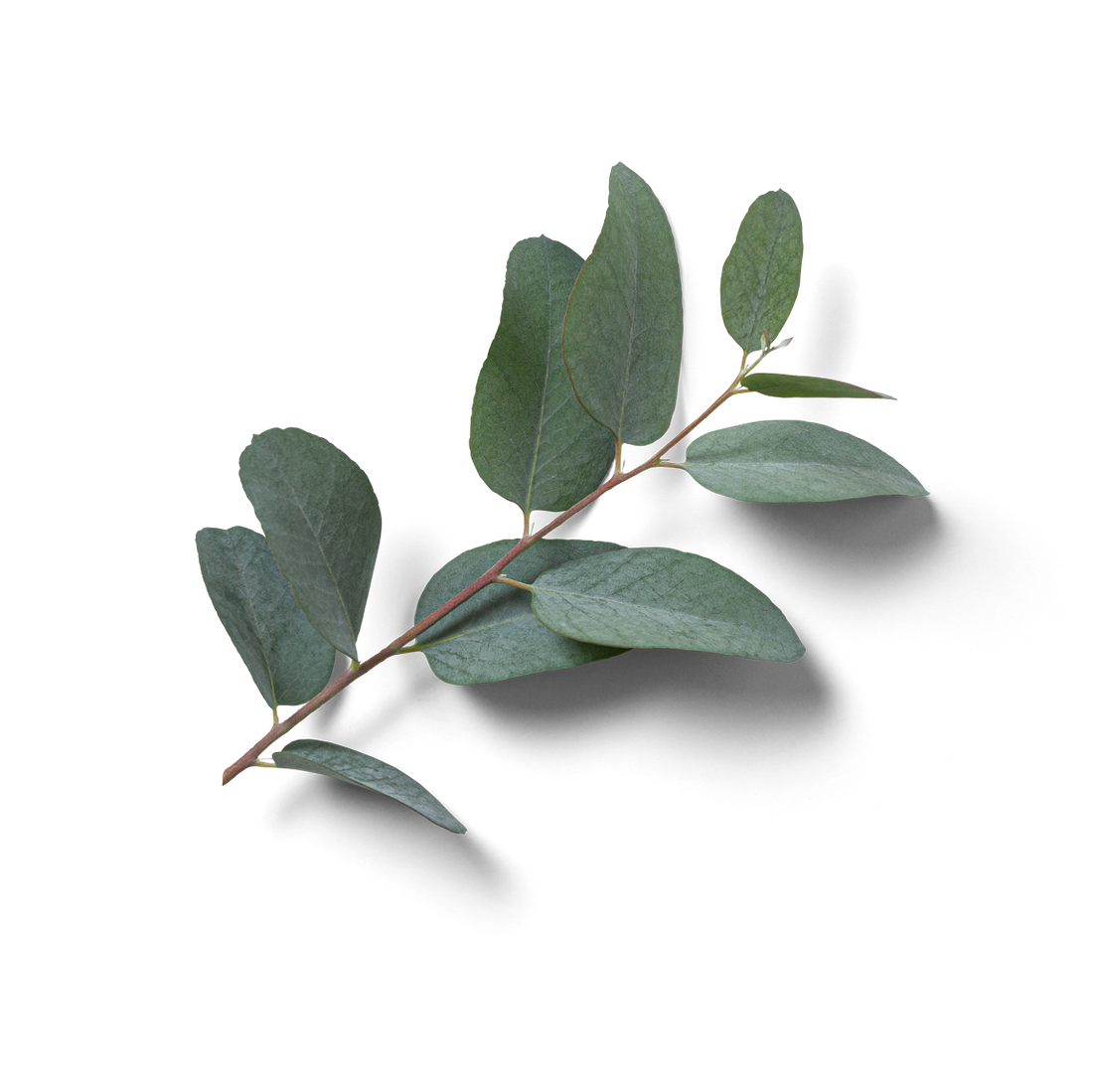 Transparent image of gum leaves for sustainability