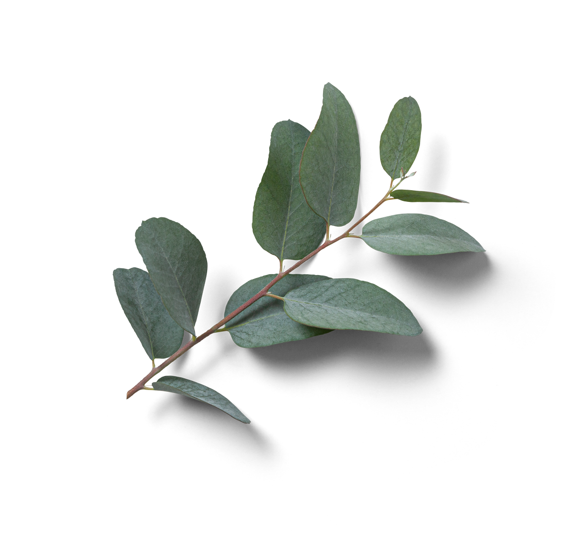 Transparent image of gum leaves for sustainability